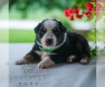Small #4 Miniature Australian Shepherd
