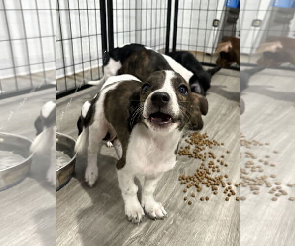 Medium Photo #3 Dachshund-Unknown Mix Puppy For Sale in Duluth, MN, USA