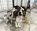 Small #2 Dachshund Mix