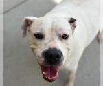Small American Bulldog Mix