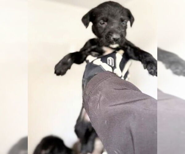 Medium Photo #1 Labrador Retriever Puppy For Sale in Houston, TX, USA