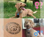 Small Photo #5 Goldendoodle (Miniature) Puppy For Sale in PAULINE, SC, USA