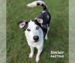 Small #1 Siberian Husky