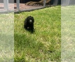 Small #3 Poodle (Standard)