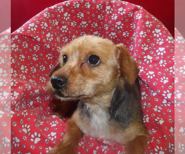 Medium Photo #3 Yorkshire Terrier Puppy For Sale in PATERSON, NJ, USA