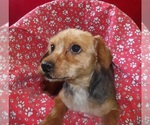 Small #2 Yorkshire Terrier