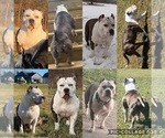 Small Photo #1 American Bully Puppy For Sale in DECATUR, IN, USA