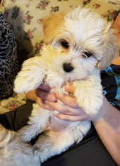 Morkie Puppy for sale in LYNNWOOD, WA, USA