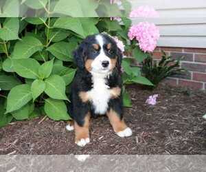 Bernese Mountain Dog Puppy for sale in WOOSTER, OH, USA