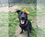 Small Labrador Retriever Mix