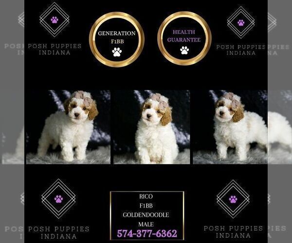 Medium Photo #6 Goldendoodle (Miniature) Puppy For Sale in WARSAW, IN, USA