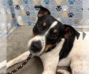 Mutt Dogs for adoption in Rosenberg, TX, USA