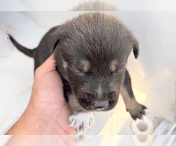 Medium Photo #1 Labsky Puppy For Sale in Houston, TX, USA