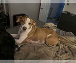 Small #8 Labrador Retriever Mix
