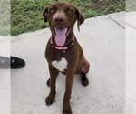 Small Labrador Retriever