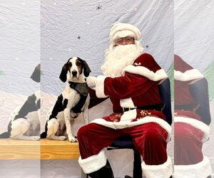 Suzie Q - Female Treeing Walker Coonhound Dog for Adoption - Photo #7