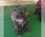 Puppy Puppy 1 Green Shih Tzu