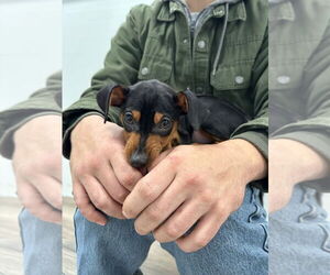 Miniature Pinscher Dogs for adoption in Muskegon, MI, USA