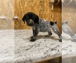 Puppy Light Blue German Shorthaired Pointer