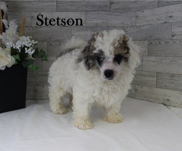 Medium Photo #13 Poodle (Miniature) Puppy For Sale in CHANUTE, KS, USA