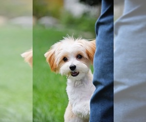 Basilio - Male Mutt Dog for Adoption - Photo #4