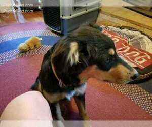 English Shepherd Puppy for sale in THOMPSONS STATION, TN, USA