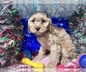 Cavapoo Puppy for Sale in DURHAM, Connecticut USA