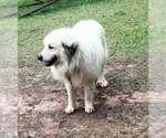 Small Photo #1 German Shepherd Dog-Great Pyrenees Mix Puppy For Sale in JONESBORO, GA, USA