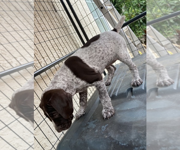 Medium Photo #1 German Shorthaired Pointer Puppy For Sale in SACRAMENTO, CA, USA