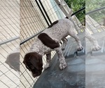 Small Photo #1 German Shorthaired Pointer Puppy For Sale in SACRAMENTO, CA, USA