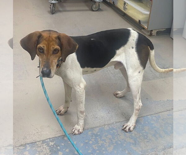 Medium Photo #4 Treeing Walker Coonhound-Unknown Mix Puppy For Sale in Bryant, AR, USA