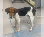 Small #3 Treeing Walker Coonhound Mix