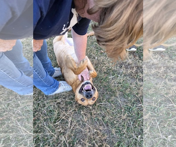 Medium Photo #12 Mutt Puppy For Sale in Woodbury, NY, USA