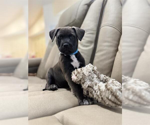 Medium Photo #1 Rottweiler-Unknown Mix Puppy For Sale in San Antonio, TX, USA