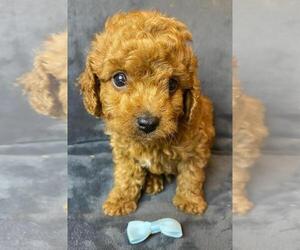 Cavapoo Puppy for sale in MAGNOLIA, NC, USA