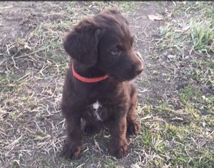 Labradoodle Puppy for sale in CANTON, IL, USA