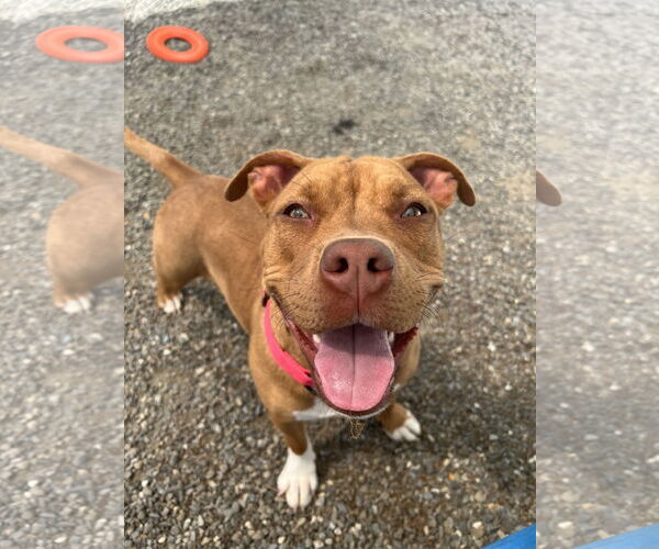 Medium Photo #5 American Pit Bull Terrier-Unknown Mix Puppy For Sale in Rockaway, NJ, USA