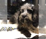 Small Cockapoo