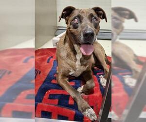 Mutt Dogs for adoption in Bakersfield, CA, USA