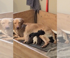 Mother of the Labrador Retriever puppies born on 08/29/2026