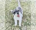 Small Miniature Schnauzer-Poodle (Miniature) Mix