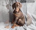 Small #3 Doberman Pinscher