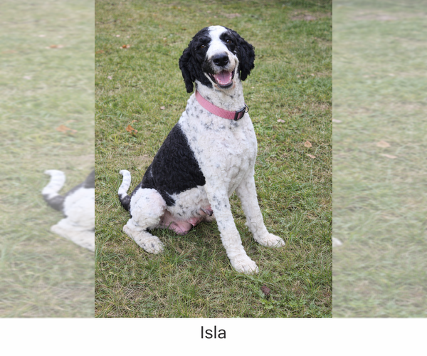 Medium Photo #1 Bernedoodle Puppy For Sale in GREENWOOD, IN, USA