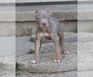 American Bully Puppy for sale in CHAMPAIGN, IL, USA