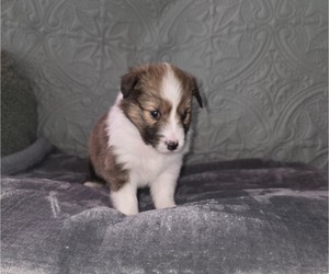 Medium Shetland Sheepdog