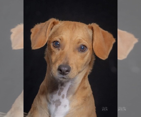 Medium Photo #10 Dachshund-Unknown Mix Puppy For Sale in Mission Viejo, CA, USA