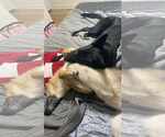 Small #14 German Shepherd Dog