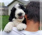 Small Photo #2 Bordoodle Puppy For Sale in CALDWELL, ID, USA