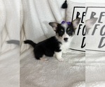 Small #1 Pembroke Welsh Corgi
