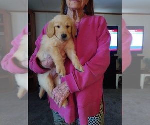Golden Retriever Puppy for sale in MORIARTY, NM, USA